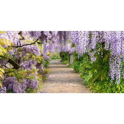 20x10ft Background for Purple Cirrus Pathway Photography Backdrop Purple Wisteria Violet Vine Wedding Ceremony Anniversary Honeymoon Birthday Children Adults Photo Studio Vinyl Props - size: 20x10ft