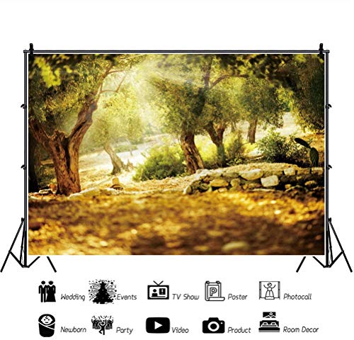 Leyiyi 6x4ft Natural Scenery Backdrop Olive Trees Sunshine Wonderland Dreamy Haze Blurred Background Stone Natural Forest Landscape Video Photo Studio Prop - size: 6x4ft-Polyester