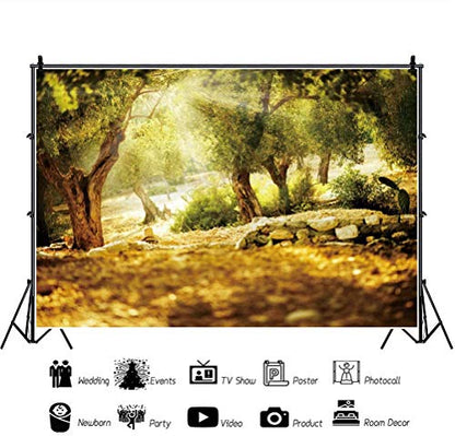 Leyiyi 6x4ft Natural Scenery Backdrop Olive Trees Sunshine Wonderland Dreamy Haze Blurred Background Stone Natural Forest Landscape Video Photo Studio Prop - size: 6x4ft-Polyester