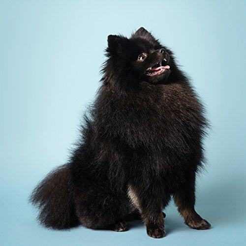 Savage Seamless Paper Photography Backdrop - Color #2 Sky Blue, Size 26 Inches Wide x 36 Feet Long, Backdrop for Tabletop Product Photography and Crafting - Made in USA - size: 26 in X 36 Ft