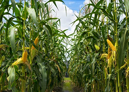 BELECO 10x6.5ft Green Cornfield Backdrop Fabric Rural Corn Fields Maize Photography Background Farmland Crops Fall Harvest Theme Party Decor Backdrop Coutryside Farm Agriculture Scenery Photo Props - size: 10x6.5FT