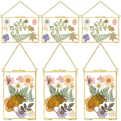 Treela 6 Pcs Pressed Flower Glass Picture Frames 6 x 4 Inch Brass Hanging Double Glass Frame Gold Floating Photo Frame Clear Horizontal Vertical Frames with Chain for Gallery Vintage Artwork Display - color: Gold, Transparent, size: 6 x 4 Inch
