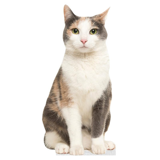 CAT - Grey Orange - Life Size Cardboard Cutout Standup People with Support Standee | Animals - - color: Cat - Grey Orange