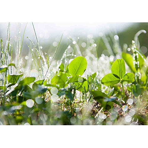 wall26 - The Morning Dew - Removable Wall Mural | Self-Adhesive Large Wallpaper - 66x96 inches - color: Artwork - 17, size: 66"x96"