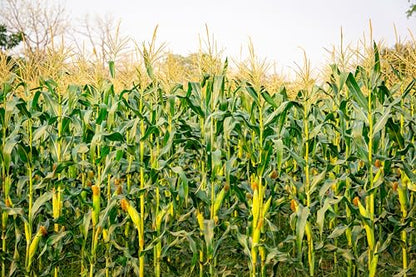 15x10ft Cornfield Backdrop Autumn Green Corn Field Stalks Countryside Corn Farm Harvest Fall Scenery Background Fall Harvest Party Decor Photo Booth Studios Props Wallpaper - size: 15x10FT