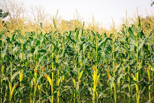 10x8ft Cornfield Backdrop Autumn Green Corn Field Stalks Countryside Corn Farm Harvest Fall Scenery Background Fall Harvest Party Decor Photo Booth Studios Props Wallpaper - size: 10x8FT