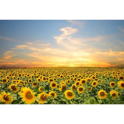 10x7ft Vinyl Sunflowers Field Backdrops for Photography Background Summer Landscape Sunset Blue Sky Outdoor Holiday Party Backdrop Children Adults Portraits Photo Studio - size: 10x7ft