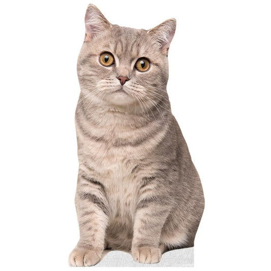 CAT - Scottish Straight - Life Size Cardboard Cutout Standup People with Support Standee | Animals - - color: Cat - Scottish Straight
