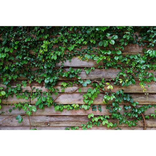 Leaf Plant Over Wood Fence Backdrop Spring Green Ivy on Wood Background Photography Background Green Leaves on Wooden Wall for Photo Background Props Kids Children Birthday Party Decors 5x3ft - color: Leaf_Green, size: 5x3ft