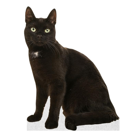 CAT - Black - Life Size Cardboard Cutout Standup People with Support Standee | Animals - - color: Cat - Black