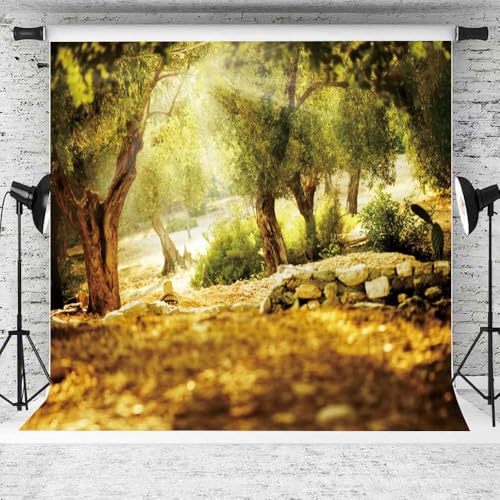 Leyiyi 8x8ft Natural Scenery Backdrop Olive Trees Sunshine Wonderland Dreamy Haze Blurred Background Stone Natural Forest Landscape Video Photo Studio Prop - size: 8x8ft