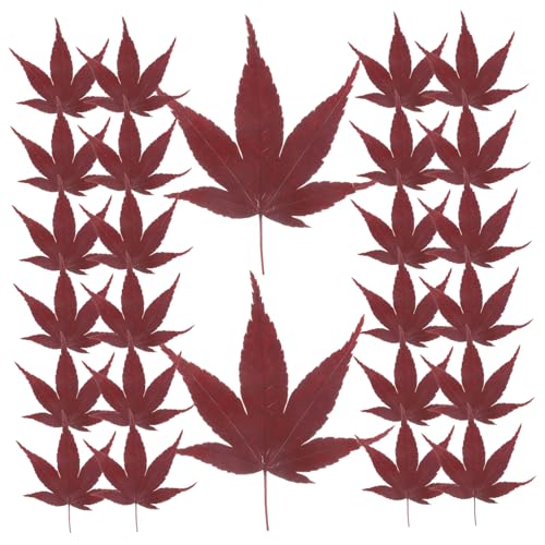 Cabilock 30pcs Natural Maple Leaf Food Decor for Sushi and Sashimi Plating Vacuum Preserved Japanese Style Garnish for Elegant Food Presentation and Photography