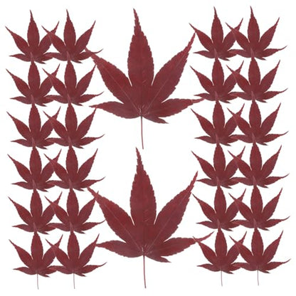 Cabilock 30pcs Natural Maple Leaf Food Decor for Sushi and Sashimi Plating Vacuum Preserved Japanese Style Garnish for Elegant Food Presentation and Photography