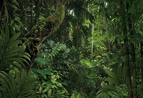 5x3ft Jungle Forest Photography Backdrop for Outdoorsy Camping Theme Party Background Spring Mysterious Rainforest Jungle Forest Tree Natural Scenery Kids Adult Wedding Photo Studio Props - size: 5x3ft