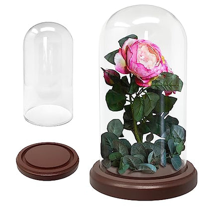 BANBERRY DESIGNS Clear Glass Display Dome with Wooden Base – 7" H x 3.75" W Cloche Bell Jar – 5" Base – Decorative Cover for Figurines, Dolls, Collectibles, Jewelry & Crafts Display Case