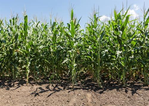 6x4ft Cornfield Backdrop Green Corn Stalks Farm Landscape Photography Background Corn Maze Fall Harvest Theme Party Decor, Adults Kids Portrait Studio Props - size: 6X4FT