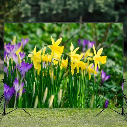 5x7ft Photography Backdrop Springtime Bunch Wild Yellow Daffodil Narcissus pseudonarcissus Photo Backdrop Photography Background for Photoshoot Portrait Video Party Photo Studio Prop Booth - color: Color2