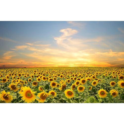 Blooming Sunflowers Backdrop Sunset Over Sunflower Field Photography Background Vibrant Colorful Sunflowers Green Leaves Landscape Backdrop for Kids Children Birthday Photo Studio Props 5x3ft - color: Orange_Yellow, size: 5x3ft