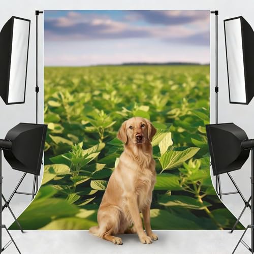 Soybean Field Backdrop Background for Photography 5x7ft Photobooth Professional Photo Backdrop Curtains Video Photography Studio Photo Backgrounds Banner Booth Background Screen Parties - color: Soybean Field