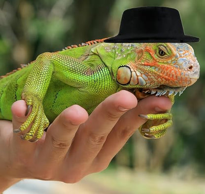 Bearded Dragon Clothes Costume Pet Lizard Outfit Set Small Reptile Business Suit for Photo Props & Daily Wear,Adjustable Hat and Bowtie for Gecko Chameleon Amphibians Ferret Hamster - color: Business Suit-Black