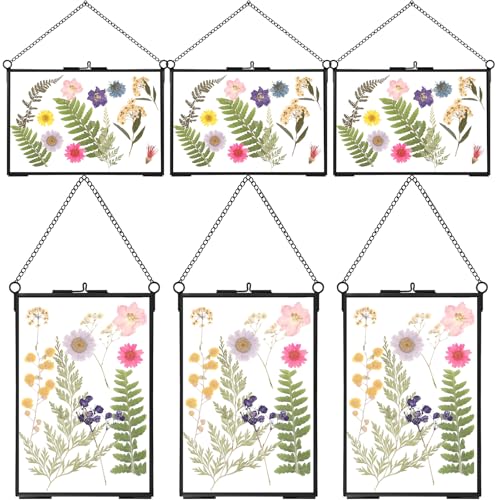 Treela 6 Pcs Pressed Flower Glass Picture Frames 5 x 7 Inch Black Herbarium Botanical Brass Hanging Double Glass Floating Photo Frame Clear Horizontal Vertical Frames with Chain for Gallery Vintage - color: Black, size: 5 x 7 Inch