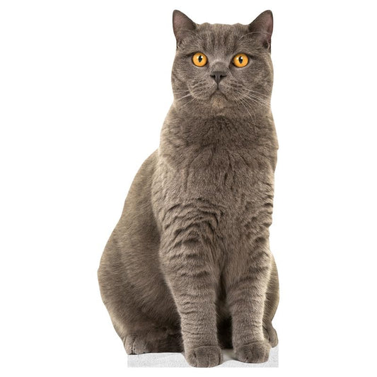 CAT - British Shorthair - Life Size Cardboard Cutout Standup People with Support Standee | Animals - - color: Cat - British Shorthair
