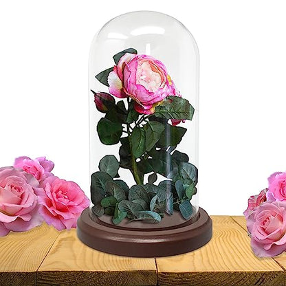 BANBERRY DESIGNS Clear Glass Display Dome with Wooden Base – 7" H x 3.75" W Cloche Bell Jar – 5" Base – Decorative Cover for Figurines, Dolls, Collectibles, Jewelry & Crafts Display Case