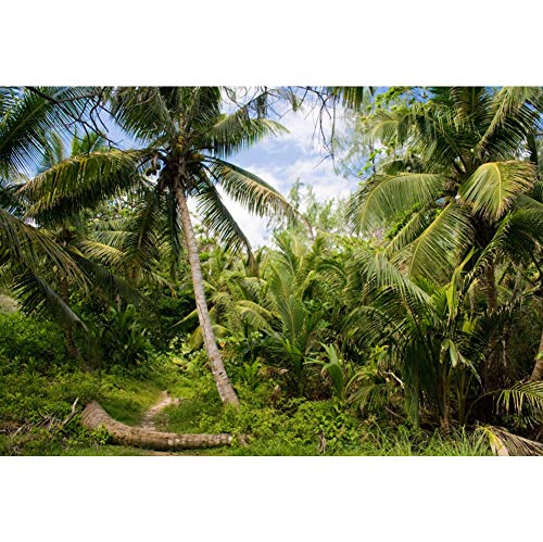 10x6.5ft Tropical Island Backdrops for Photography Coconut Palm Trees Background Island Wedding Backdrop Summer Theme Party Siesta Holiday Green Spring Summer Photo Studio Video Props - size: 10x6.5ft