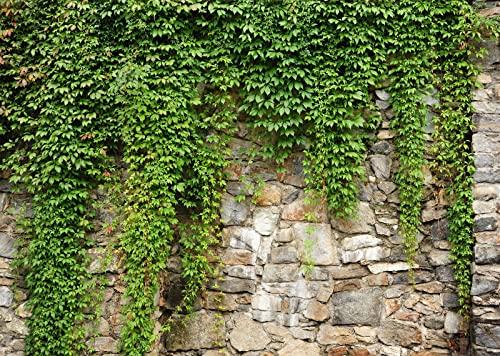 BELECO 20x10ft Fabric Green Leaves Wall Backdrop Old Stone Wall with Green Leaves Vine Spring Garden Nature Backdrop Greenery Banner Background Home Decor Wedding Birthday Photoshoot Studio Props - size: 20x10FT