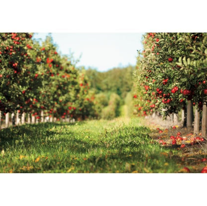 Yeele 8x4ft Apple Orchard Backdrop for Photography Fallen Red Apple Farm Natural Autumn Harvest Scene Background for Fall Harvest Party Decor Photo Studio Shoot Props Vinyl - size: 8x4ft