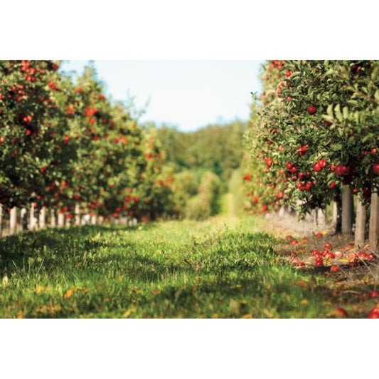 Yeele 8x4ft Apple Orchard Backdrop for Photography Fallen Red Apple Farm Natural Autumn Harvest Scene Background for Fall Harvest Party Decor Photo Studio Shoot Props Vinyl - size: 8x4ft