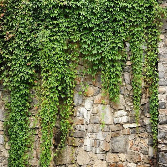 BELECO 8x8ft Fabric Green Leaves Wall Backdrop Old Stone Wall with Green Leaves Vine Spring Garden Nature Backdrop Greenery Banner Background Home Decor Wedding Birthday Photoshoot Studio Props - size: 8x8FT